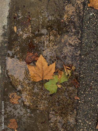 autumn leaves on the ground