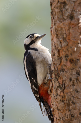 Great spotted woodpecker Dendrocopos major thanneri. Male. Alsandara mountain. Natural Reserve of Inagua. Tejeda. Gran Canaria. Canary Islands. Spain.