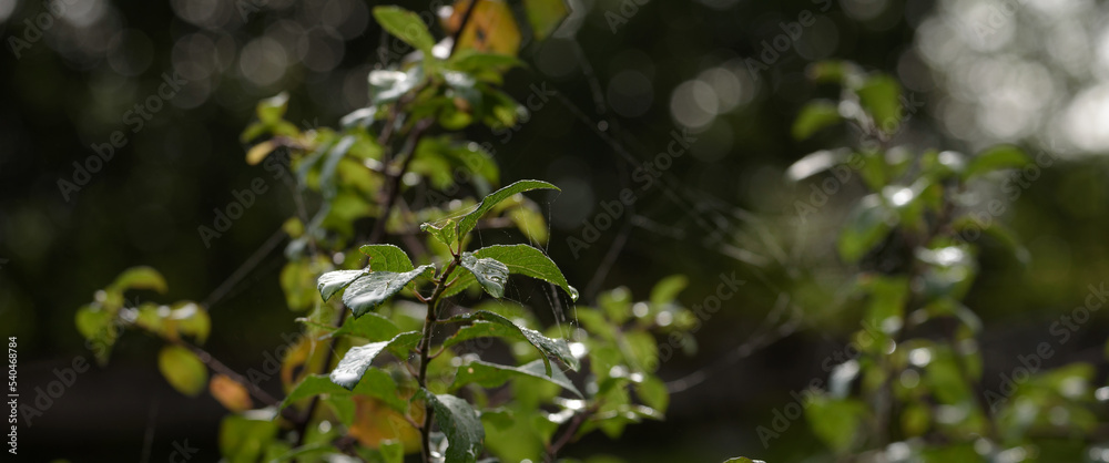 Obraz premium DROPS ON THE LEAVES - Traces of dew on tree 