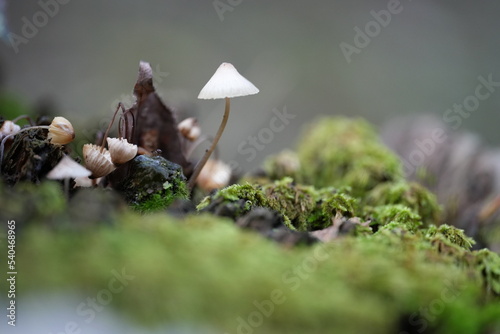 White mushrooms and moss growing from stumps