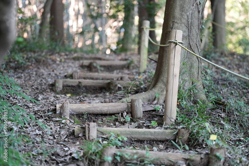stairs in the woods