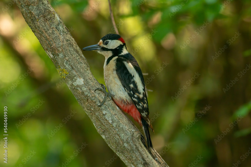 Great Spotted Woodpecker (Dendrocopos major) in forest Great Spotted Woodpecker (Dendrocopos major) in forest