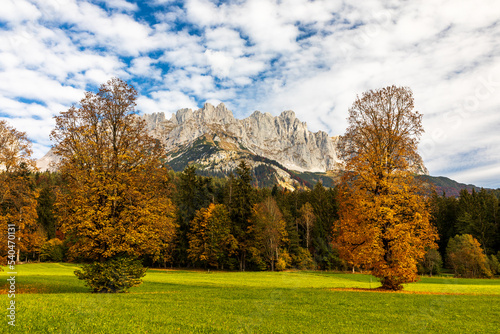 Bunte Bäume vor dem Wilden Kaiser im Herbst, Going, Tirol, Österreich