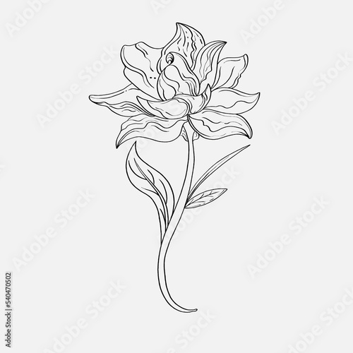 coloring pages of beautiful lily flowers printables. Outline Lilies . Black and white page for coloring book. Anti-stress coloring. Line art flowers