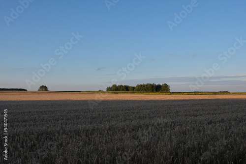Rye field in sunset light