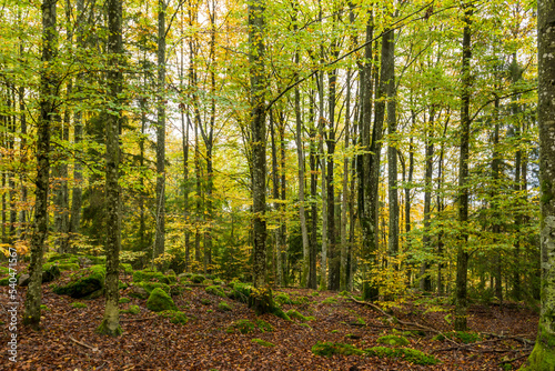 forest in autumn