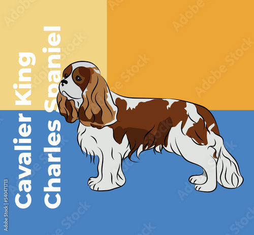 Greeting card with a sitting staying Cavalier King Charles Spaniel breed dog. Colorful dog art. The postcard is for dog lovers. Pet character postcard art. Funny dog mascot, detailed pet illustration.