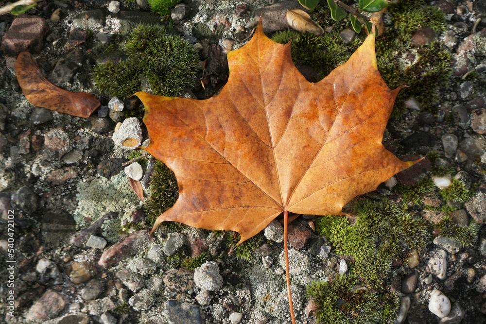 Braunes Laubblatt auf weißem Kieselsteinplatten mit grünem Moos bedeckt am Nachmittag im Herbst Braunes Laubblatt auf weißem Kieselsteinplatten mit grünem Moos bedeckt am Nachmittag im Herbst