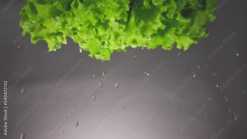 Water drops flow down from a fresh juicy green leaves lettuce close-up on a gray background. Curly lettuce with dripping water. 4k macro slow motion video. Filmed on high speed cinema camera. Water drops flow down from a fresh juicy green leaves lettuce close-up on a gray background. Curly lettuce with dripping water. 4k macro slow motion video. Filmed on high speed cinema camera.