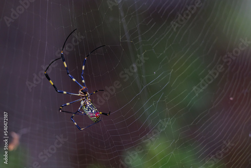 Joro spider repairing the sipder's web (Trichonephila clavata)