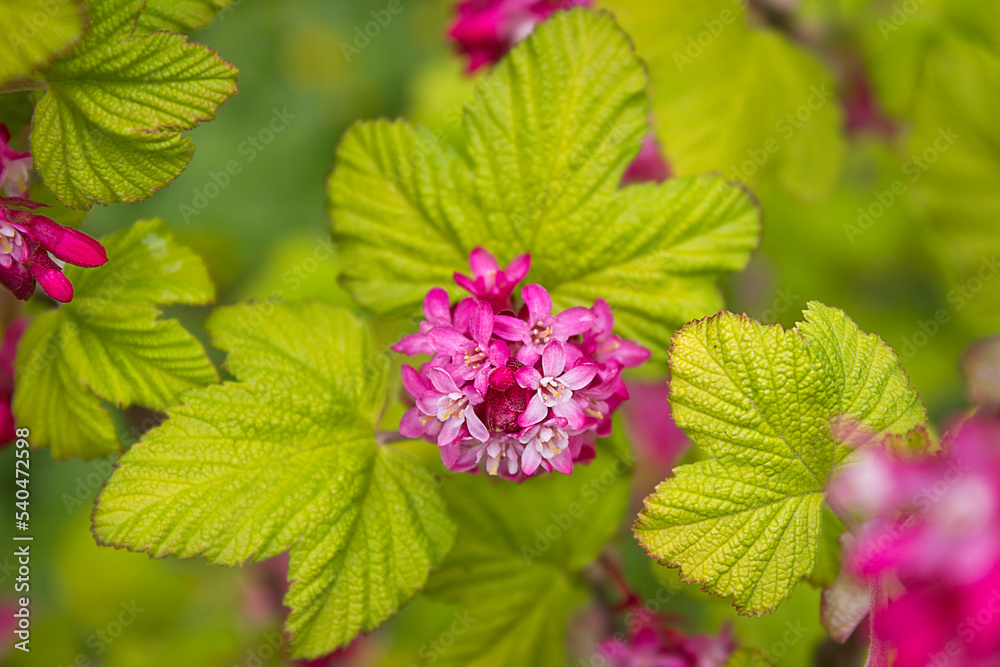 flowering bush of ornamental currant with pink flowers close up flowering bush of ornamental currant with pink flowers close up
