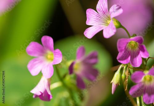 Pink oxalis  beautiful and colorful Pink oxalis seen through a macro lens  dark background  selective focus.