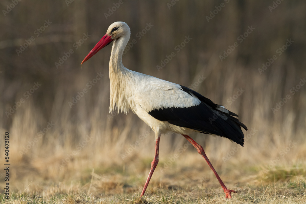 Bird White Stork Ciconia ciconia hunting time in Poland Europe