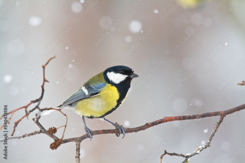 Naklejka premium Colorful great tit ( Parus major ) perched on a tree trunk, photographed in horizontal, amazing background 