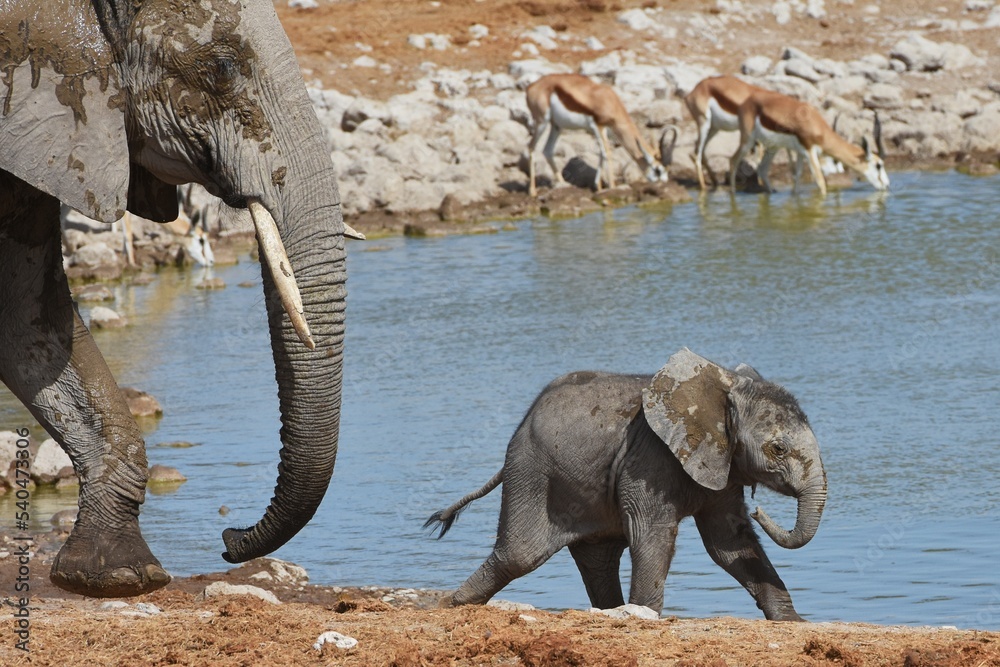 Fototapeta premium Elefantenbaby mit Muttertier am Wasserloch Okaukuejo im Etosha Nationalpark in Namibia.