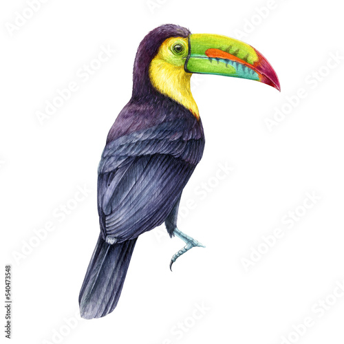 Toucan bird. Watercolor illustration. Hand drawn realistic keel-billed toucan rainforest native avian. Ramphastos sulfuratus on white background. Wildlife jungle tropical bird element. photo