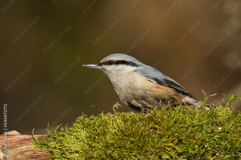 Obraz premium Bird Nuthatch Sitta europaea small bird in forest, Poland Europe