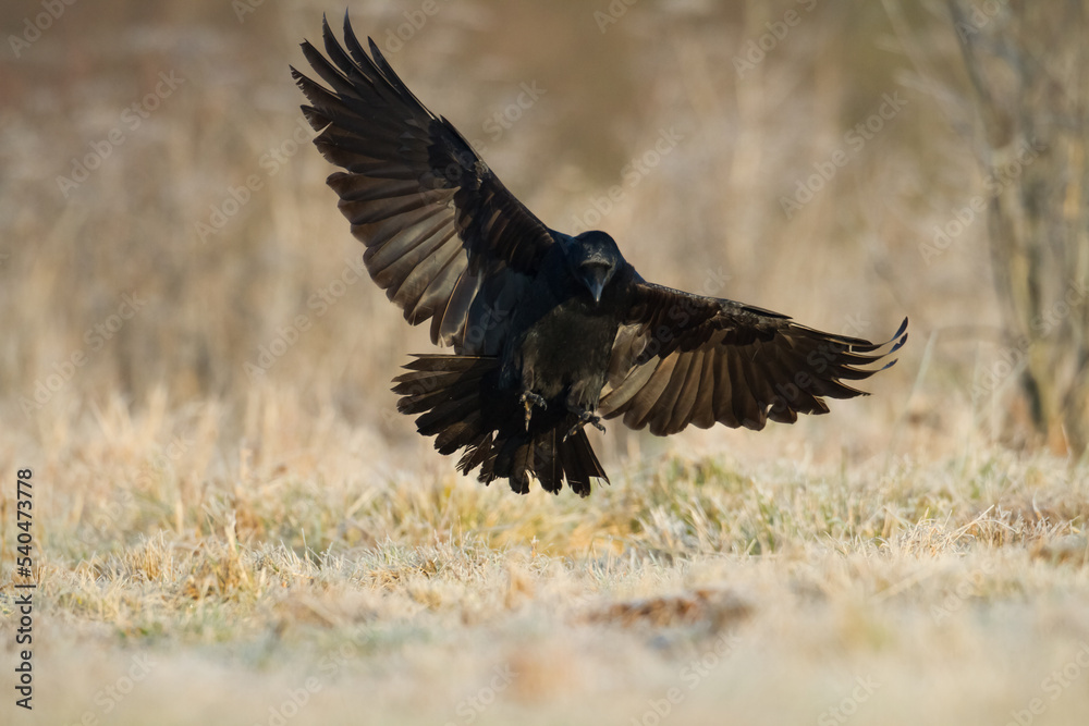 Fototapeta premium Bird Common Raven Corvus corax, dark style big black scary bird flying, Helloween 