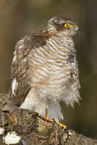 Birds of prey Sparrowhawk Accipiter nisus, hunting time bird sitting on the branch, Poland Europe