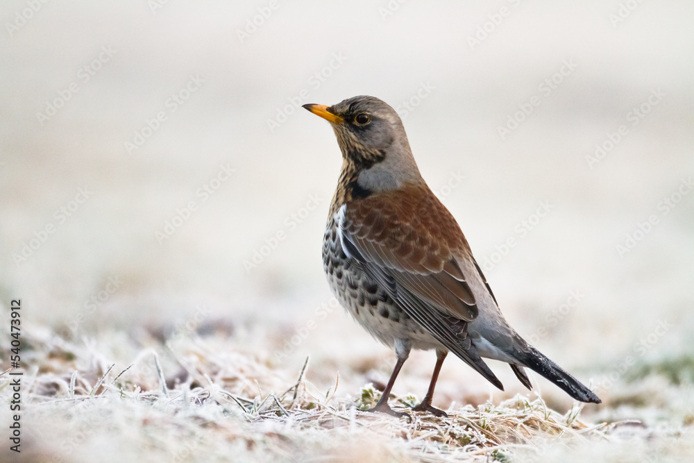 fieldfare, Turdus pilaris, bird eating berries on a hawthorn bush during Autumn season fieldfare, Turdus pilaris, bird eating berries on a hawthorn bush during Autumn season