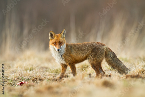 Fox Vulpes vulpes in autumn scenery, Poland Europe, animal walking among autumn meadow © Marcin Perkowski
