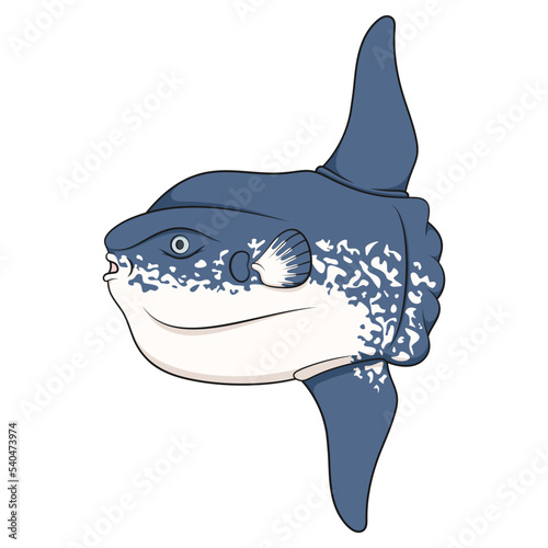 Color illustration with fish moon, mola mola. Isolated vector object on white background.