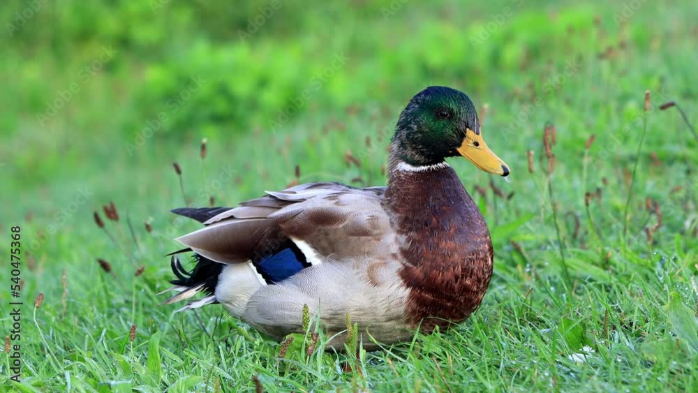 Mallard Wild Duck in the Nature, close up
Mallard Wild Duck in the Nature, close up
