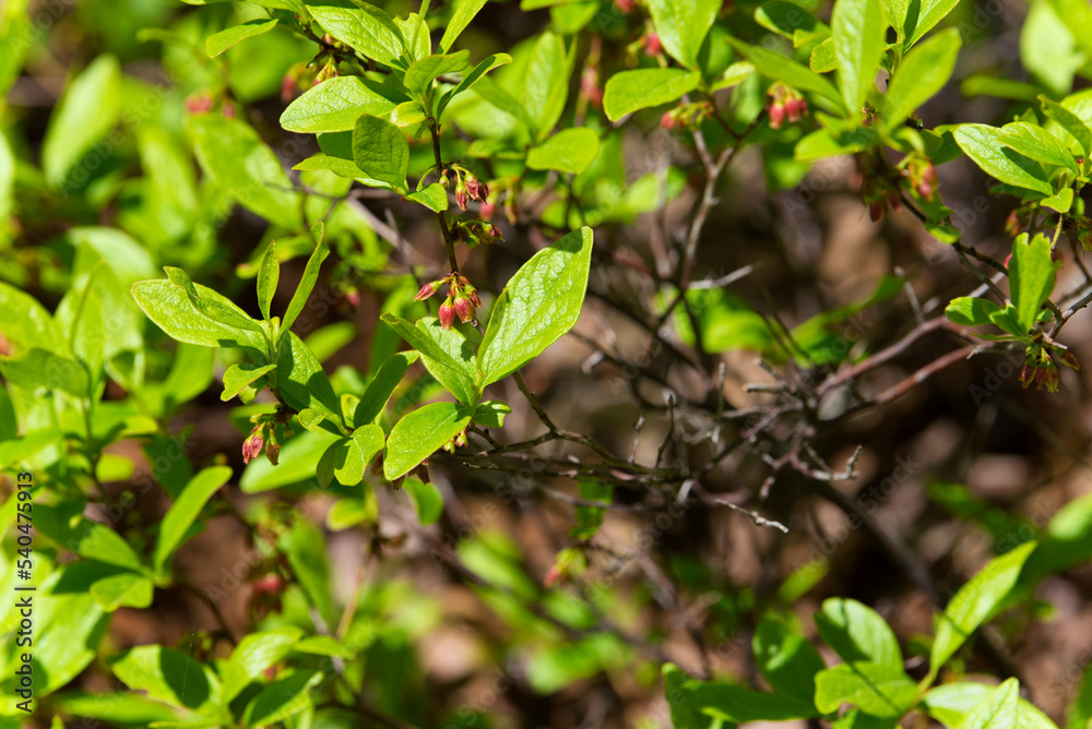 highbush blueberry bush massachusetts