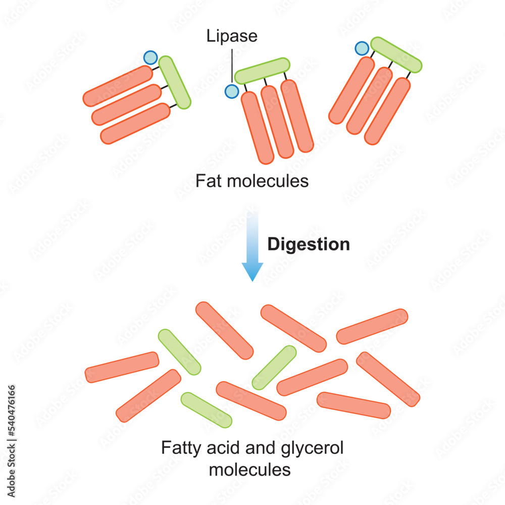Scientific Designing of Fat Molecules Digestion. Lipase Enzyme Effect