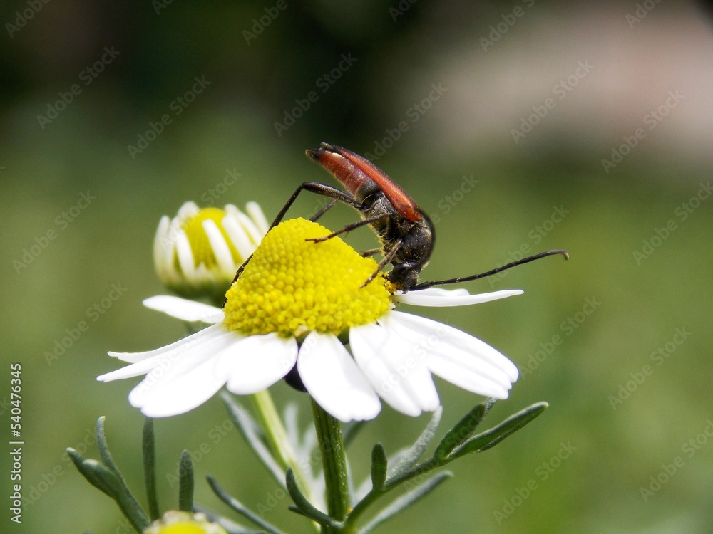 brown beetle on a chamomile flower brown beetle on a chamomile flower