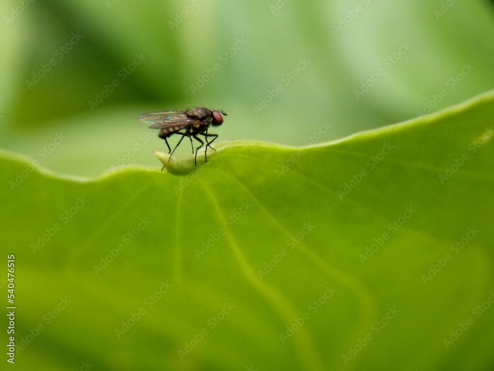 Naklejka premium a small black fly on a green leaf