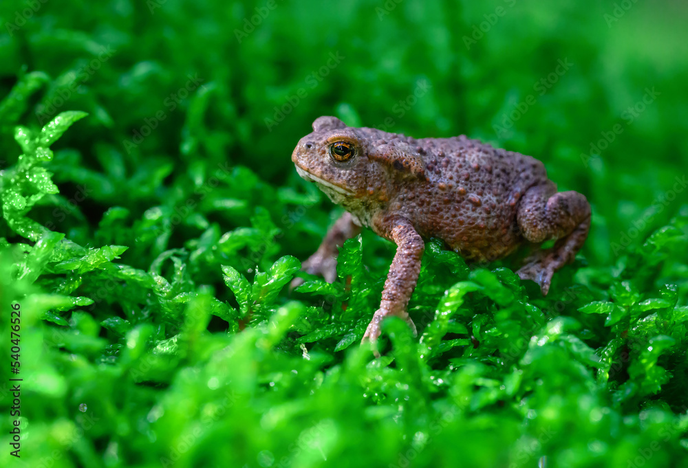 A frog sits in the forest moss and prepares to jump. A frog sits in the forest moss and prepares to jump.