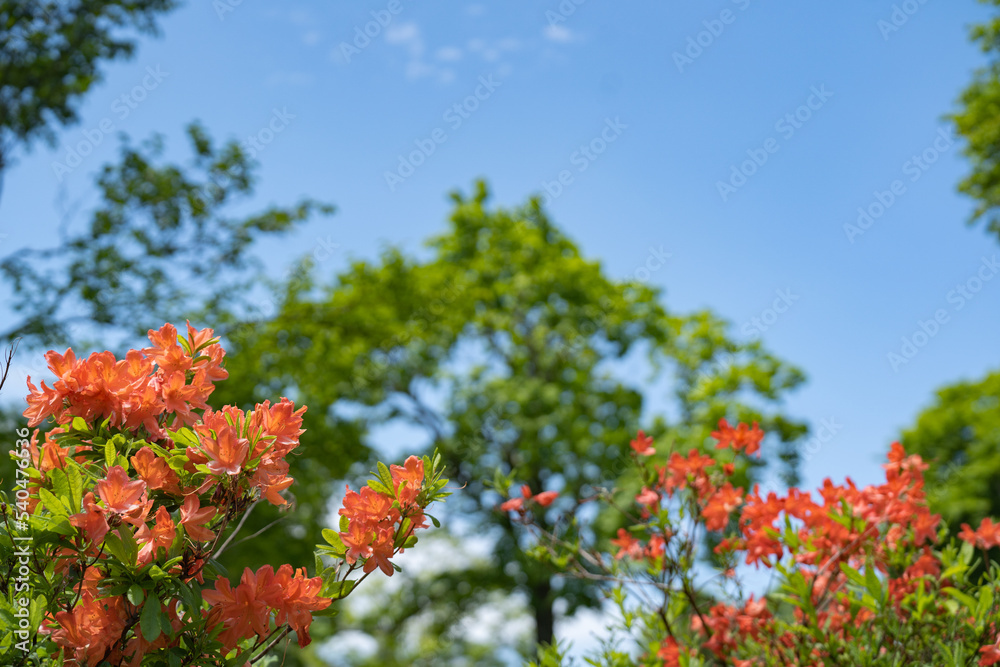 初夏の笹ヶ峰の空と緑を背景に咲くレンゲツツジの花