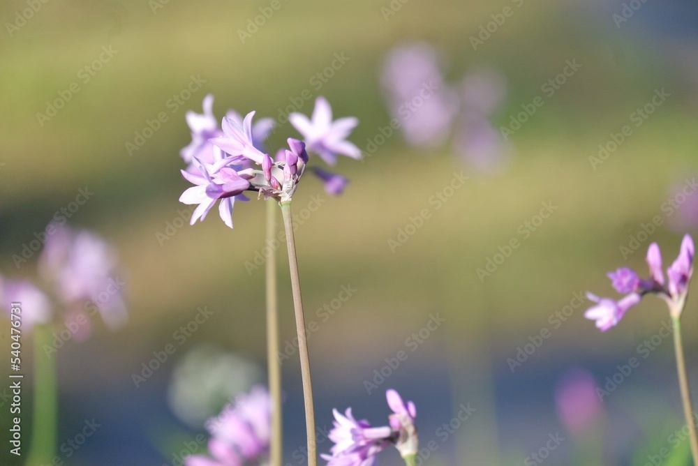 Sweet purple garlic chives flower blossom in a bed with sunlight and blurred green leaves background Sweet purple garlic chives flower blossom in a bed with sunlight and blurred green leaves background