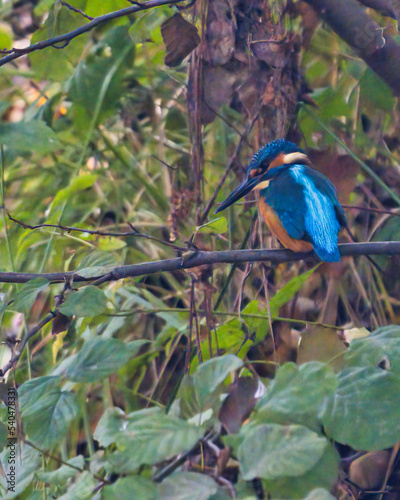 Wallpaper Mural kingfisher on branch Torontodigital.ca