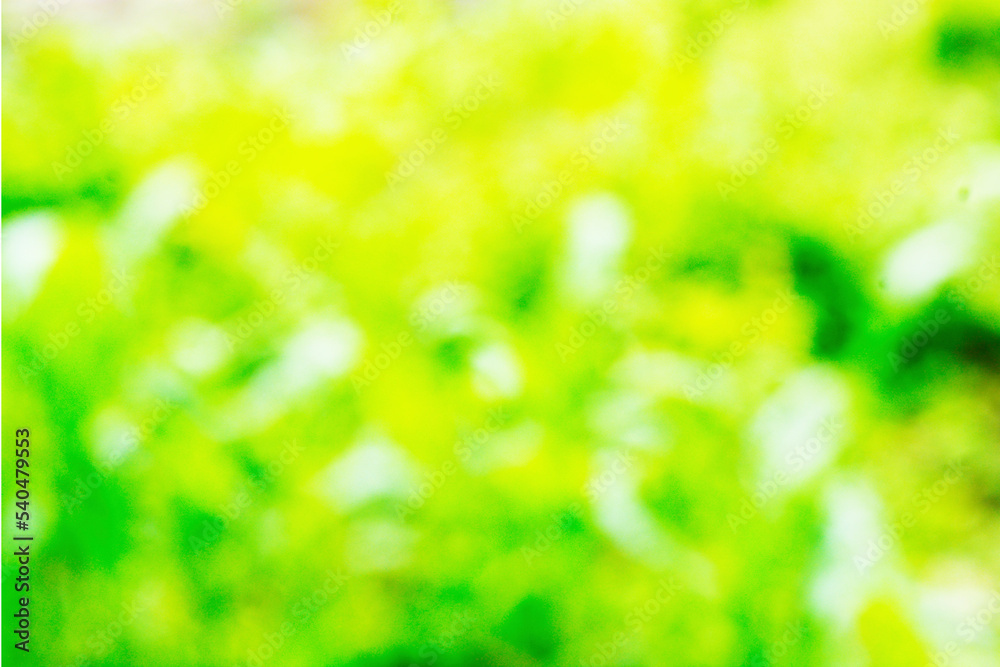 Obraz premium green background