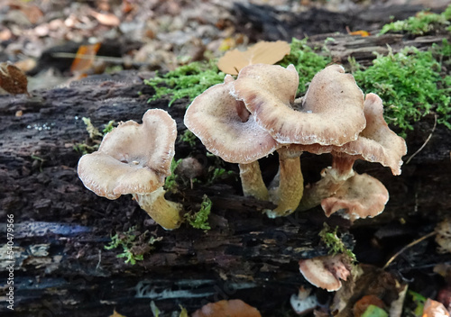 Brown fungus in the Netherlands
