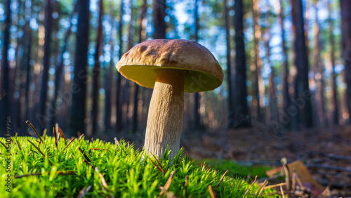 White Mushroom in Green Moss in a Pine Forest. Web Banner.