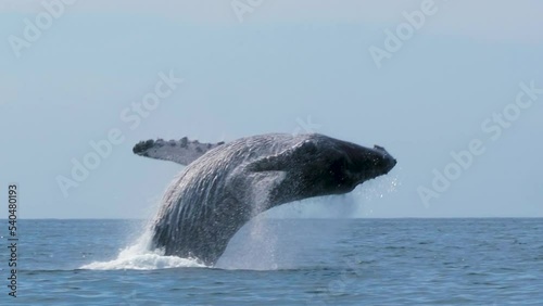 HD of the whales swimming and jumping on the beach photo