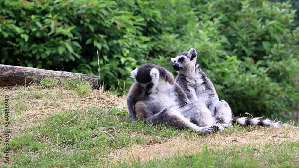 two lemur cattas sitting on grass
two lemur cattas sitting on grass