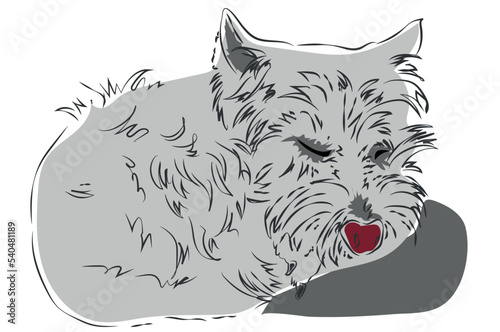 The dog lying on the pillow slipping. West highland white terrier. Resting dog