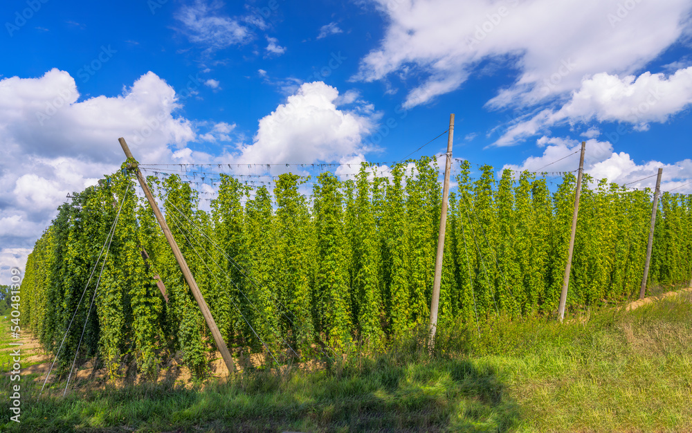 Hop Garden in Bavaria