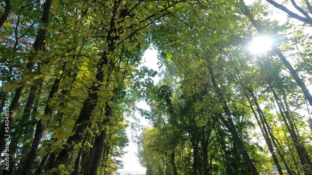 green deciduous trees in autumn