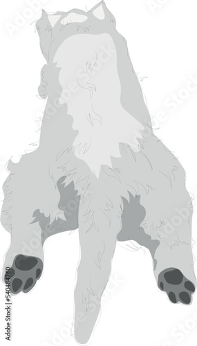 The dog, west highland white terrier is lying on the floor with legs stretched. view from the back. Tires, sleepping and offended dog