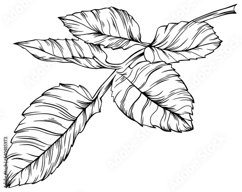 Rose leaves isolated on white. Hand drawn line pngillustration.

