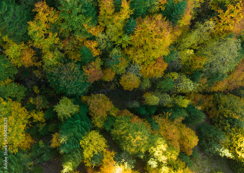 Autumn Leaves in the Background Photo, Yedigoller Bolu, Turkey