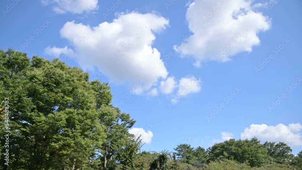 青空と雲と樹木
青空と雲と樹木