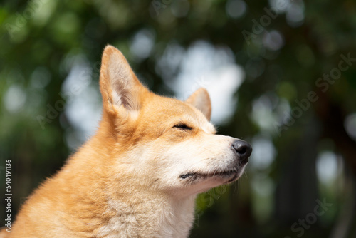 Close up corgi dog in summer sunny day