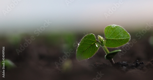 Green Sprout Soy Growing in Fertile Soil. Agriculture Concept. Agricultural Business. New Life Young Small Sprout Soy Bean. Soybean Field on a Farm in the Sunset Light.