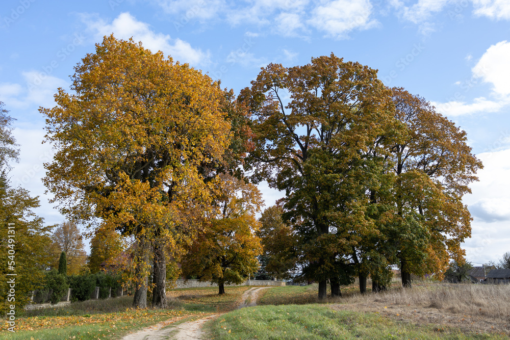 large and tall maples with yellowed leaves against the autumn sky large and tall maples with yellowed leaves against the autumn sky
